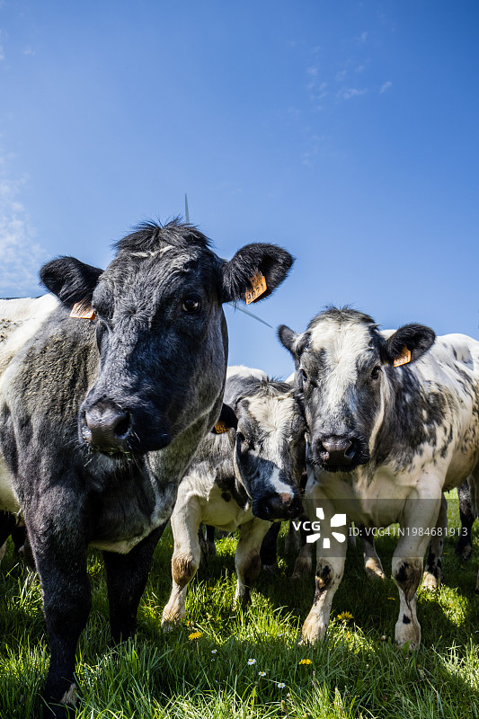 在草地上吃草的荷斯坦奶牛图片素材