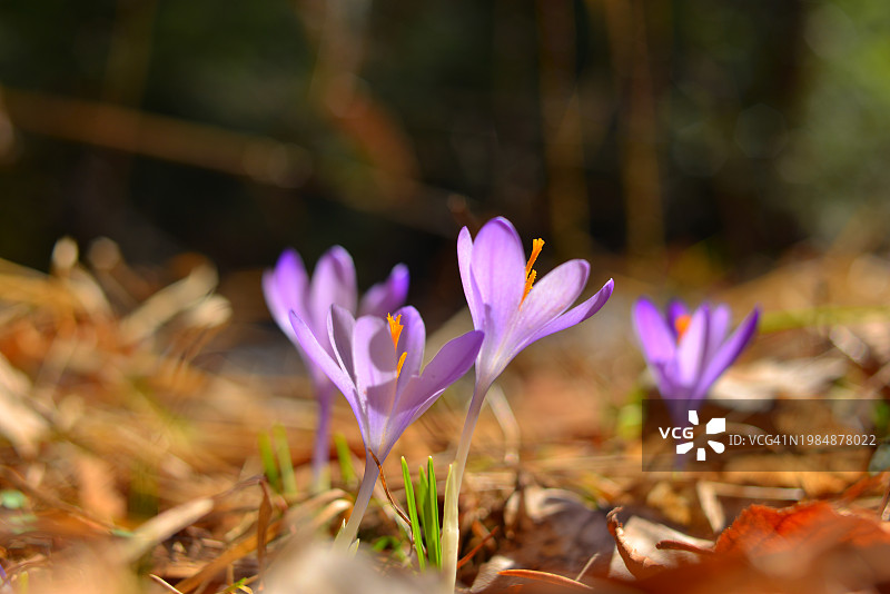 森林中的紫色番红花图片素材