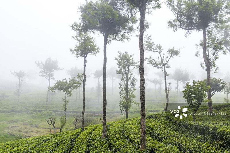斯里兰卡乌沃省雾中绿茶种植园图片素材