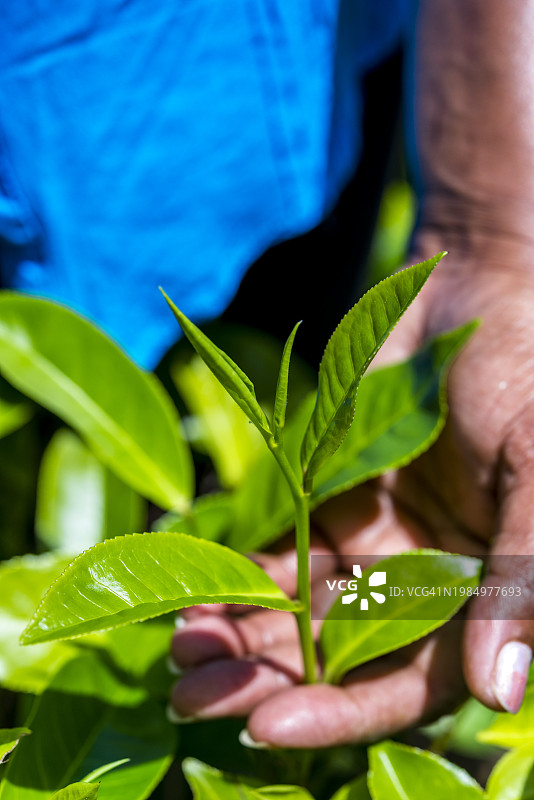 斯里兰卡乌沃省：采茶工人触摸茶叶图片素材