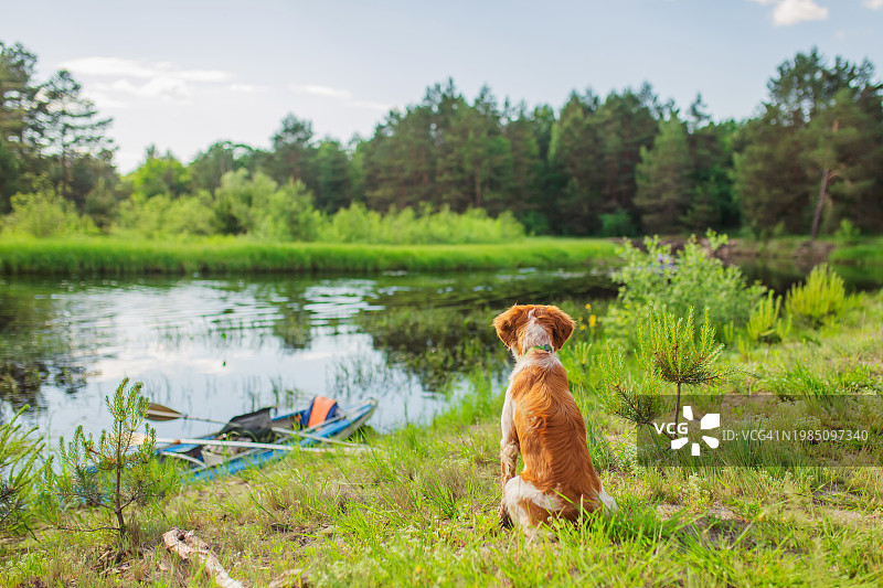 猎犬：布列塔尼猎犬图片素材