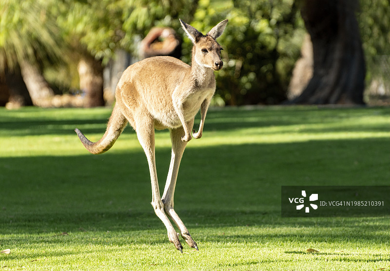 澳大利亚西澳大利亚州扬切普国家公园里跳跃的袋鼠宝宝图片素材
