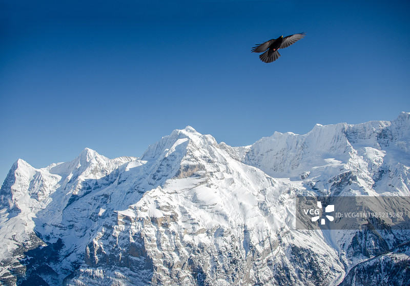 瑞士雪朗峰雪山之巅的飞鸟图片素材