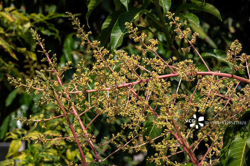 芒果花簇，一簇花包含成百上千朵花，但只有少数能结果实。图片素材