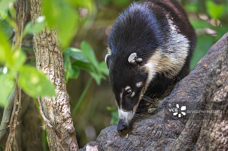 白鼻浣熊图片素材