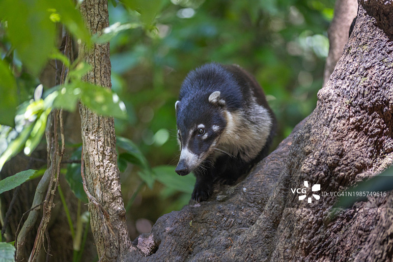 白鼻浣熊图片素材
