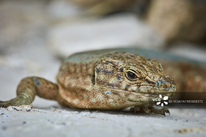 蜥蜴图片素材