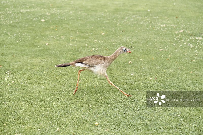 在公园绿草地上奔跑的红腿叫鹤的侧面肖像图片素材
