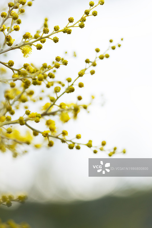 春分时节的含羞草花图片素材