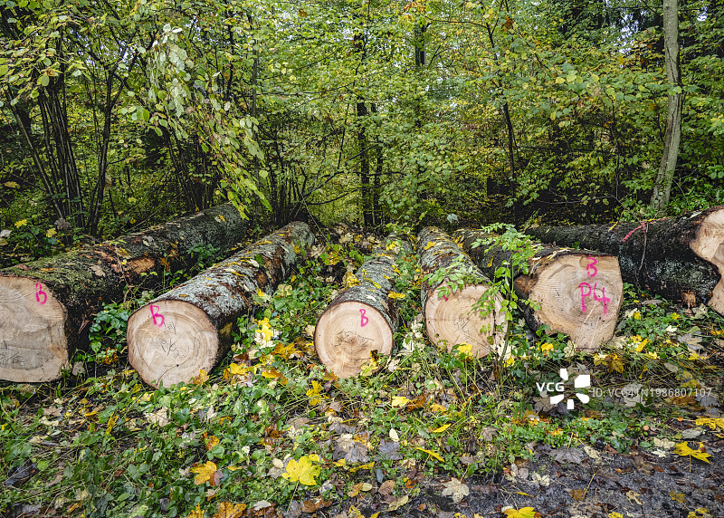 森林中的伐木图片素材