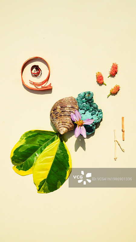 寄居蟹壳和孔雀石的热带艺术图片素材