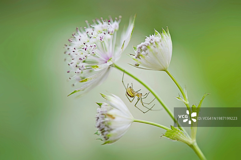 花园蜘蛛与星芹白色夏花特写图片素材