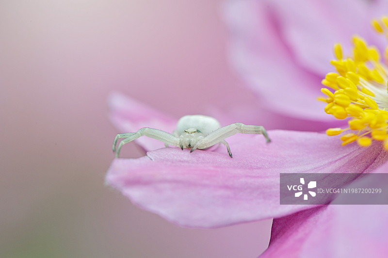 在粉红色日本银莲花上等待伏击的蟹蛛图片素材