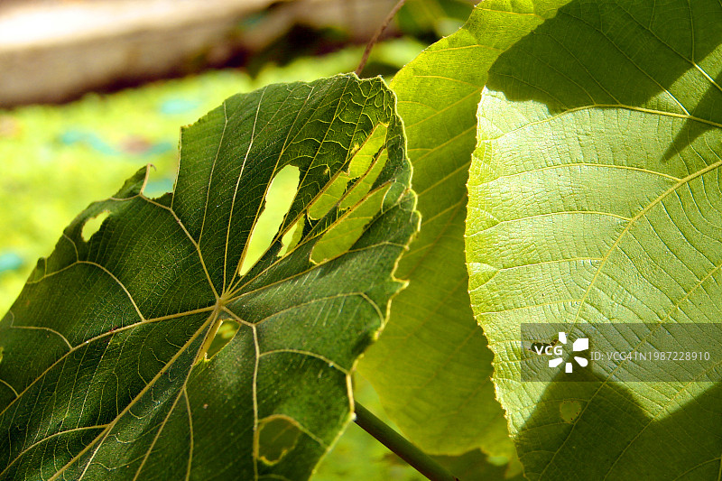 满是虫咬的树叶图片素材