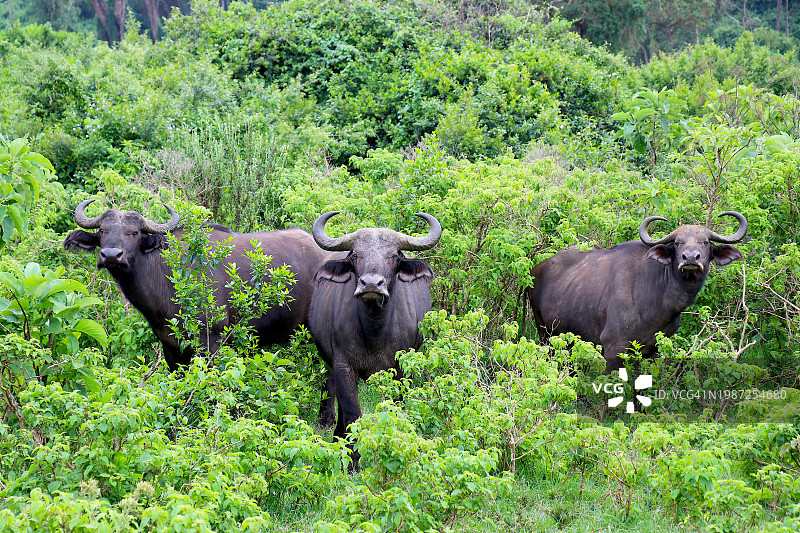 三只非洲野牛的姿势图片素材