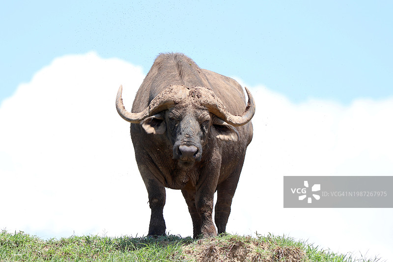 从草丘向下看的非洲水牛图片素材