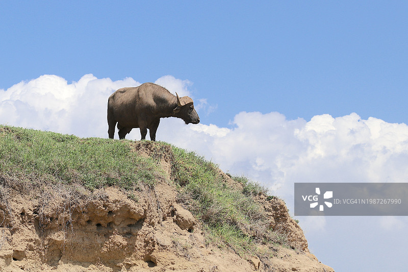 山顶上的非洲水牛图片素材