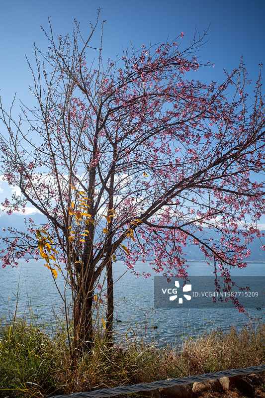 湖岸边盛开的冬樱花树图片素材