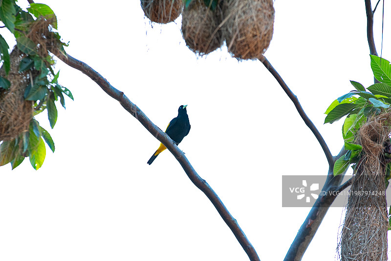 亚马逊图片素材