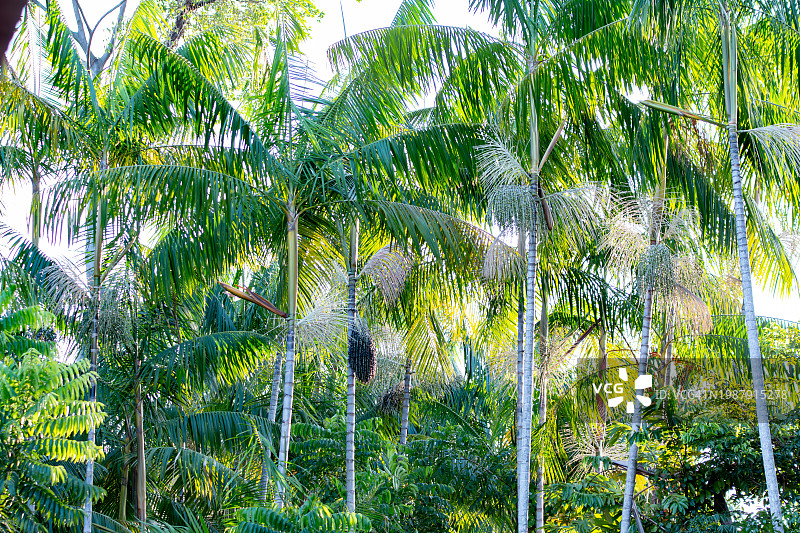 巴西莓树图片素材