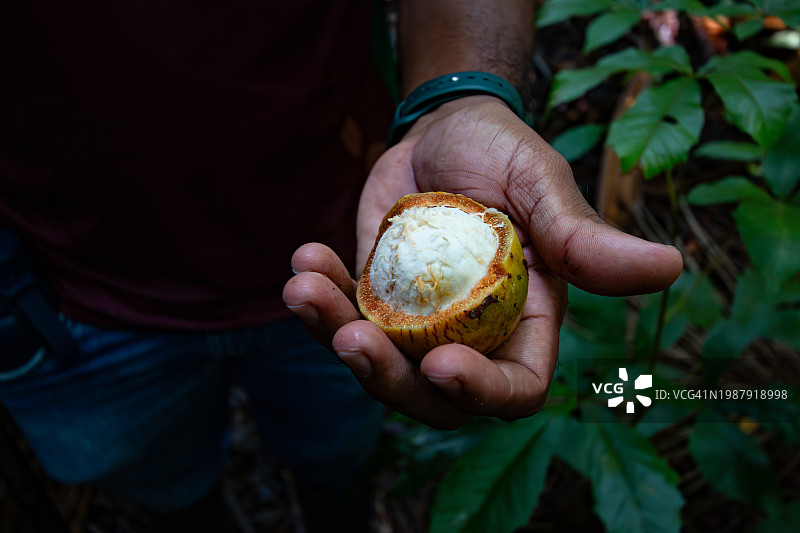 巴库里果图片素材