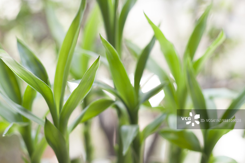 家中花瓶里的幸运竹（Dracaena sanderiana）图片素材