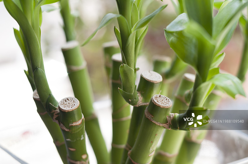 家中花瓶里的幸运竹（Dracaena sanderiana）图片素材