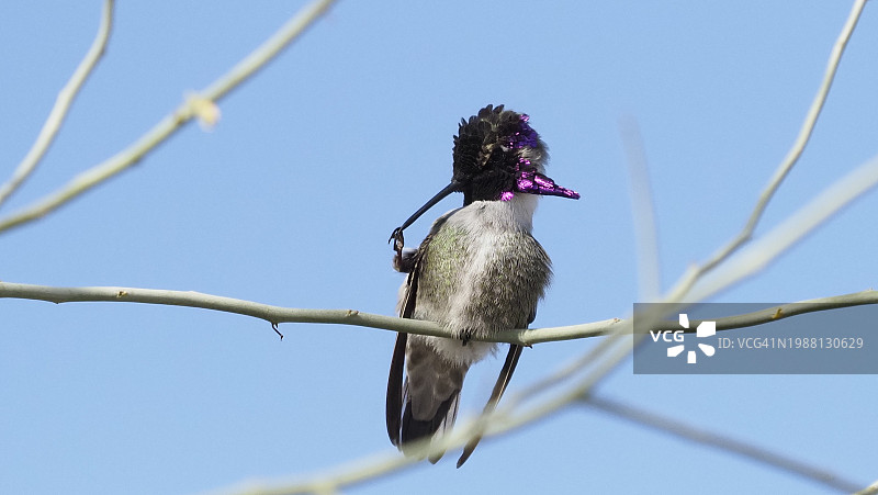 触摸你的鼻子图片素材