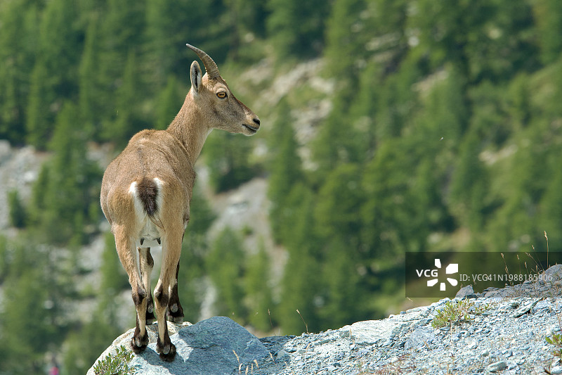 雌性北山羊肖像图片素材