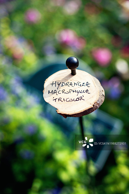 花园中带有花名标签的大叶绣球“三色”图片素材