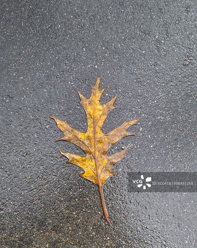 湿沥青路面上的单片树叶图片素材