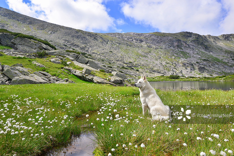 野花山谷中的瑞士牧羊犬图片素材