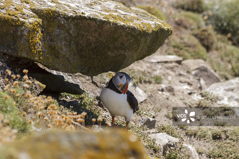 大西洋海鹦在炎热的夏日坐在靠近洞穴的岩石上，岩石旁有绿草和干燥的粉红色花朵，爱尔兰韦克斯福德郡大萨尔蒂岛图片素材