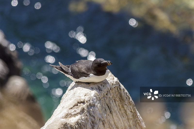 海雀：栖息在岩石峭壁上，背景为大西洋碧绿的海水。照片来自爱尔兰韦克斯福德郡的大索尔蒂岛。图片素材