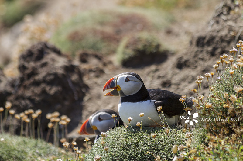大西洋海鹦在炎热的夏日坐在靠近洞穴的岩石上，岩石旁有绿草和干燥的粉红色花朵，爱尔兰韦克斯福德郡大萨尔蒂岛图片素材