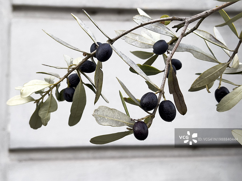 橄榄树枝和果实特写图片素材