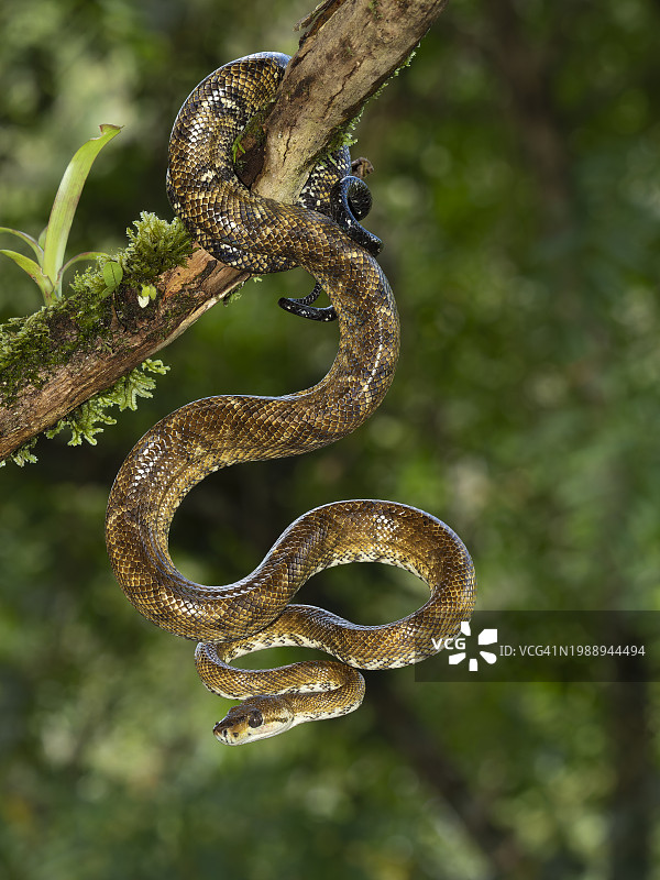 环纹树蚺图片素材