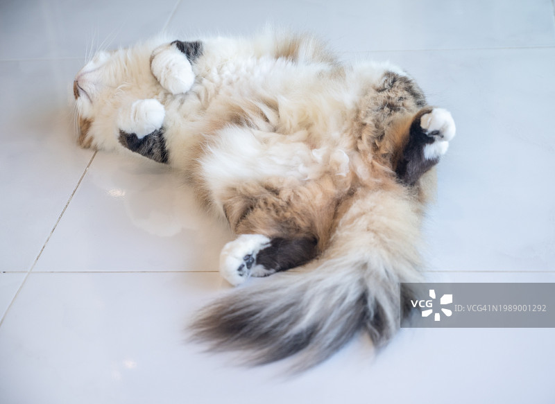 波斯猫睡觉时露出肚子，这表明它感到安全、快乐和放松。图片素材