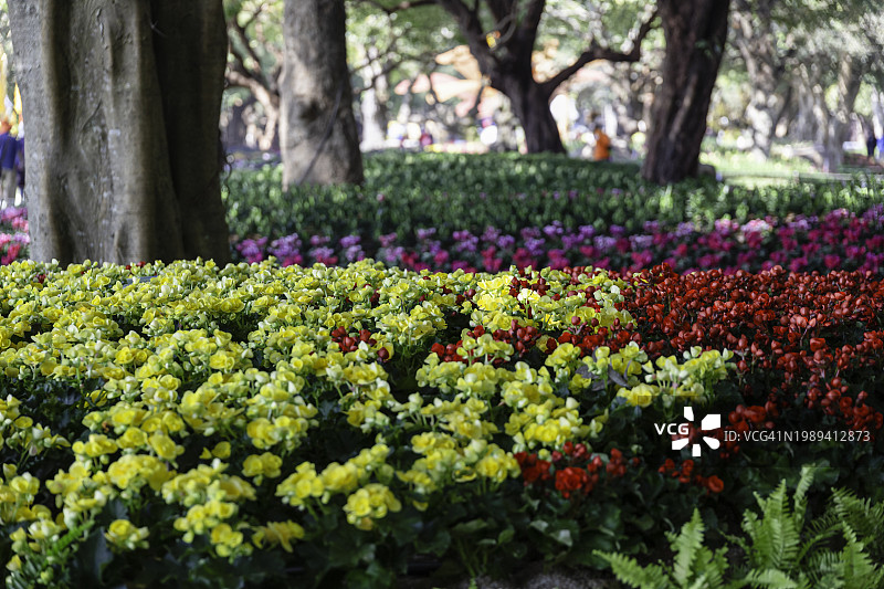 花园里盛开的美丽的球根秋海棠花图片素材