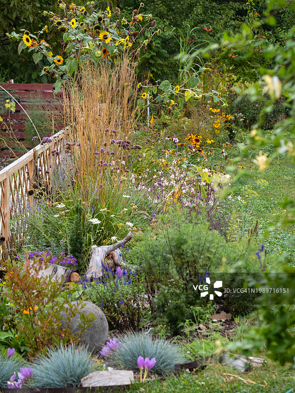 秋季花园景观：多年生和一年生开花植物及观赏草的种植区，包括Festuca glauca、Calamagrostis acutiflora Karl Foerster、向日葵和盛开的秋水仙图片素材