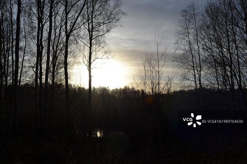 冬日阳光下的森林日落图片素材