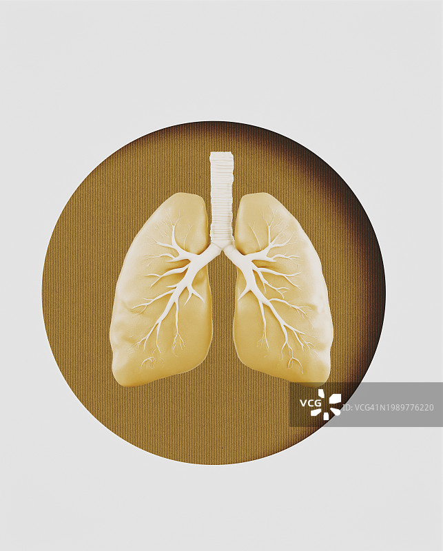 呼吸系统：肺部图片素材