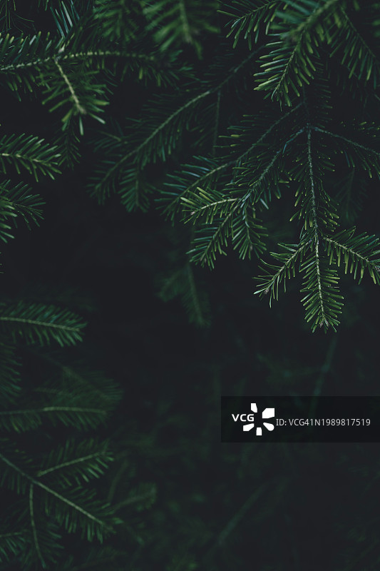 以喜怒无常的绿色冷杉树、紫杉树、松树枝纹理为特色的季节性banner背景，深色文案空间图片素材