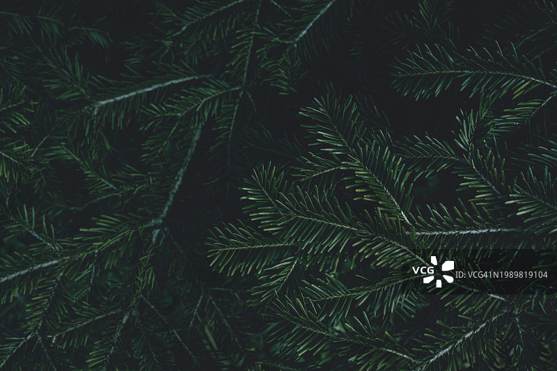 以喜怒无常的绿色冷杉树、紫杉树、松树枝纹理为特色的季节性banner背景，深色文案空间图片素材