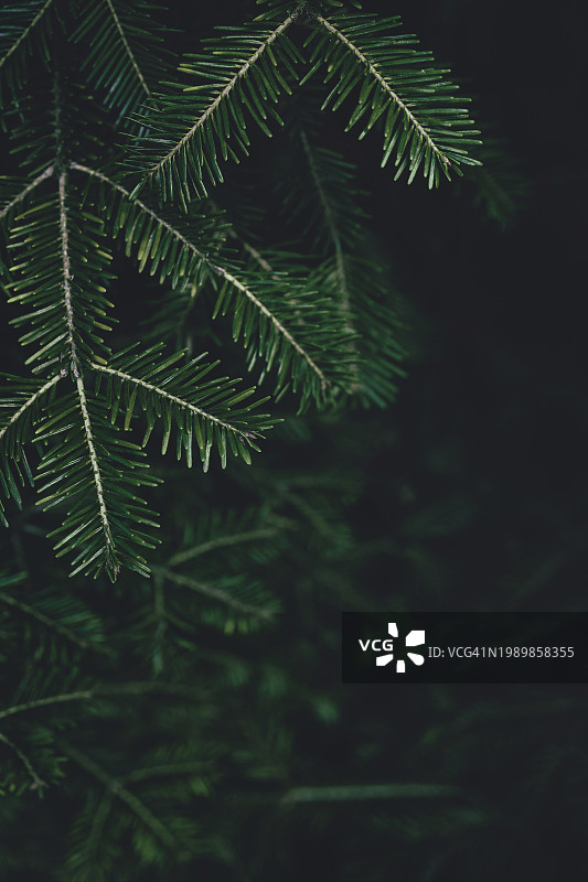 以喜怒无常的绿色冷杉树、紫杉树、松树枝纹理为特色的季节性banner背景，深色文案空间图片素材