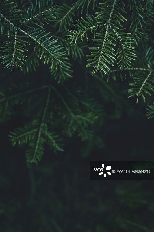 以喜怒无常的绿色冷杉树、紫杉树、松树枝纹理为特色的季节性banner背景，深色文案空间图片素材