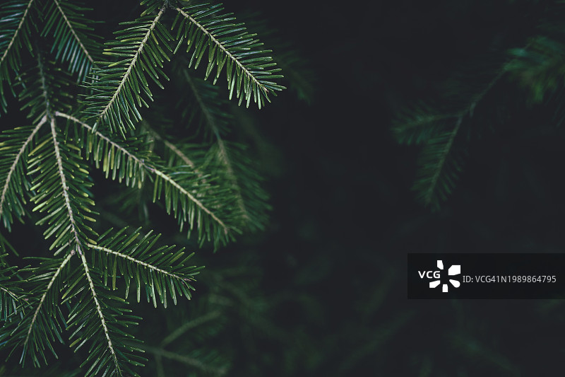 以喜怒无常的绿色冷杉树、紫杉树、松树枝纹理为特色的季节性banner背景，深色文案空间图片素材