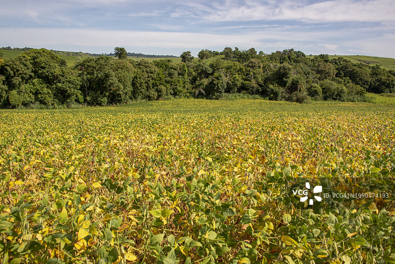 2024年2月巴西大豆种植图片素材