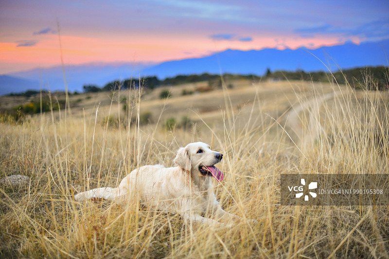 草地上休息的金毛寻回犬，仰望粉色天空图片素材