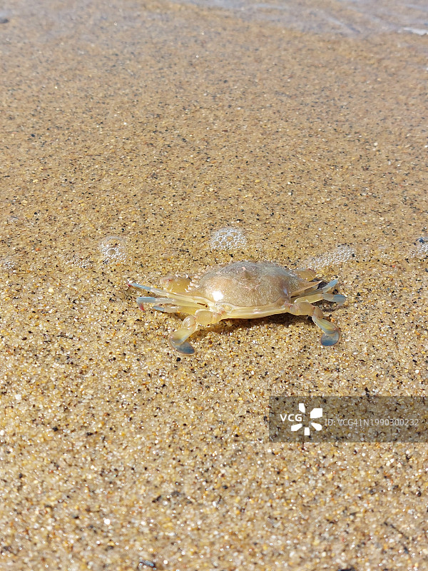 俯视角度拍摄的海滩上死亡的鱼图片素材